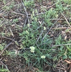 Dactylis glomerata at Hughes, ACT - 6 Feb 2021 07:49 PM