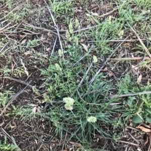 Dactylis glomerata at Hughes, ACT - 6 Feb 2021 07:49 PM