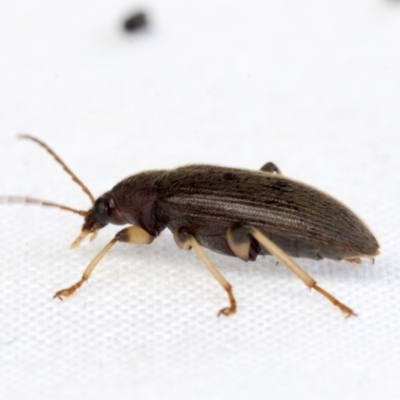 Alleculinae sp. (Subfamily) (Unidentified Comb-clawed beetle) at Higgins, ACT - 29 Jan 2021 by AlisonMilton