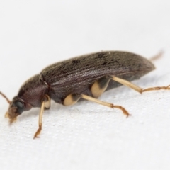 Alleculinae sp. (Subfamily) at Higgins, ACT - 30 Jan 2021