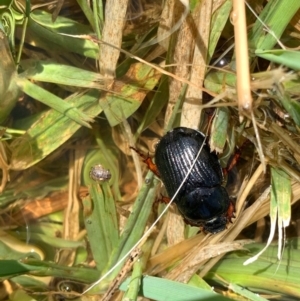 Anomalomorpha anthracina at Murrumbateman, NSW - 6 Feb 2021