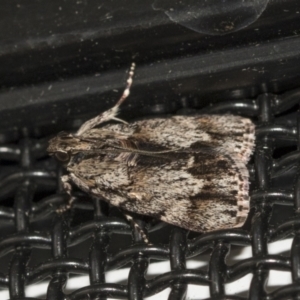 Spectrotrota fimbrialis at Higgins, ACT - 3 Feb 2021