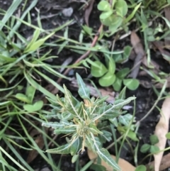 Xanthium spinosum (Bathurst Burr) at Hughes Garran Woodland - 6 Feb 2021 by Tapirlord