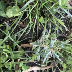 Xanthium spinosum at Hughes, ACT - 6 Feb 2021