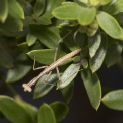 Archimantis sp. (genus) at Higgins, ACT - 4 Feb 2021 by AlisonMilton