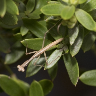 Unidentified Praying mantis (Mantodea) at Higgins, ACT - 4 Feb 2021 by AlisonMilton