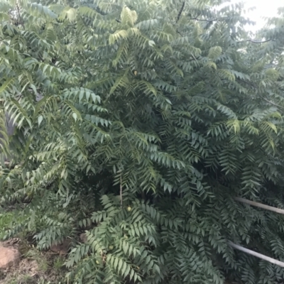 Juglans nigra (Black Walnut) at Hughes Garran Woodland - 6 Feb 2021 by Tapirlord