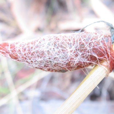 Austracantha minax (Christmas Spider, Jewel Spider) at Watson, ACT - 30 Jan 2021 by Christine