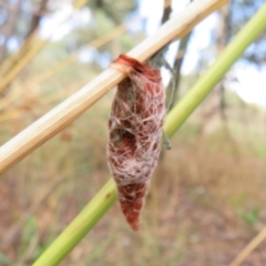 Austracantha minax at Point 5204 - 30 Jan 2021