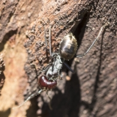 Camponotus suffusus (Golden-tailed sugar ant) at Aranda Bushland - 27 Nov 2020 by AlisonMilton