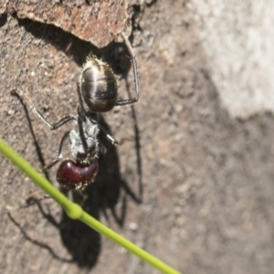 Camponotus suffusus at Holt, ACT - 27 Nov 2020