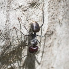 Camponotus suffusus at Holt, ACT - 27 Nov 2020