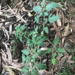 Solanum lycopersicum (Tomato) at Hughes Garran Woodland - 6 Feb 2021 by Tapirlord