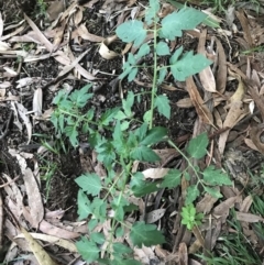 Solanum lycopersicum (Tomato) at Red Hill to Yarralumla Creek - 6 Feb 2021 by Tapirlord