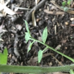 Solanum lycopersicum at Hughes, ACT - 6 Feb 2021