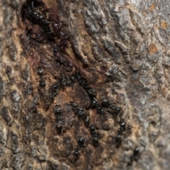 Anonychomyrma sp. (genus) (Black Cocktail Ant) at Bruce Ridge to Gossan Hill - 28 Aug 2020 by AlisonMilton