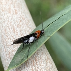 Pycnobraconoides sp. (genus) (A Braconid wasp) at Murrumbateman, NSW - 5 Feb 2021 by SimoneC