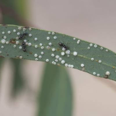 Glycaspis sp. (genus) at Scullin, ACT - 13 Nov 2020 by AlisonMilton