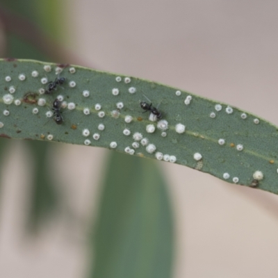 Unidentified Psyllid, lerp, aphid or whitefly (Hemiptera, several families) at Scullin, ACT - 13 Nov 2020 by AlisonMilton