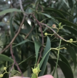 Acacia implexa at Hughes, ACT - 6 Feb 2021 07:59 PM