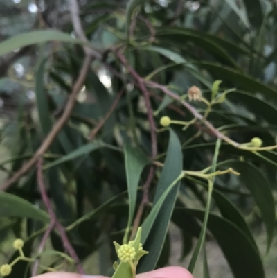 Acacia implexa (Hickory Wattle, Lightwood) at Red Hill to Yarralumla Creek - 6 Feb 2021 by Tapirlord