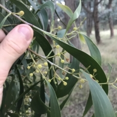 Acacia implexa at Hughes, ACT - 6 Feb 2021 07:59 PM