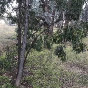 Acacia implexa at Hughes, ACT - 6 Feb 2021