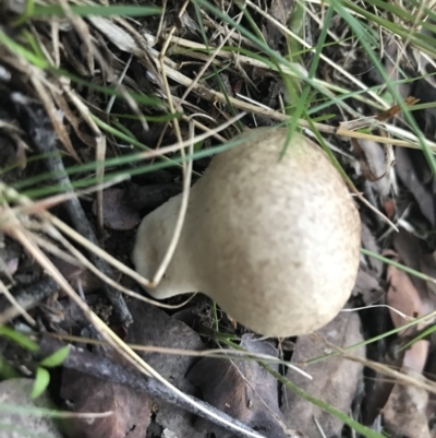 Calvatia sp. (a puffball ) at Red Hill to Yarralumla Creek - 6 Feb 2021 by Tapirlord