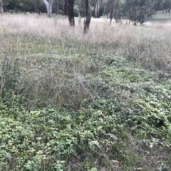 Vinca major (Blue Periwinkle) at Red Hill to Yarralumla Creek - 6 Feb 2021 by Tapirlord