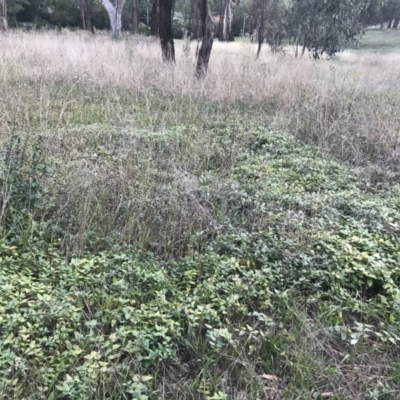 Vinca major (Blue Periwinkle) at Garran, ACT - 6 Feb 2021 by Tapirlord