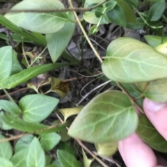 Vinca major at Garran, ACT - 6 Feb 2021