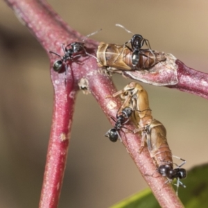 Eurymelinae (subfamily) at Scullin, ACT - 14 Nov 2020