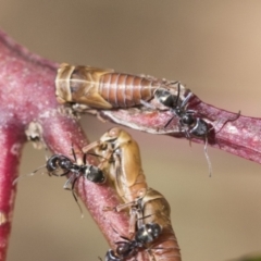 Eurymelinae (subfamily) at Scullin, ACT - 14 Nov 2020