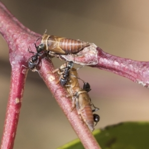 Eurymelinae (subfamily) at Scullin, ACT - 14 Nov 2020