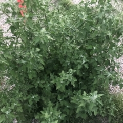 Chenopodium album (Fat Hen) at Garran, ACT - 6 Feb 2021 by Tapirlord