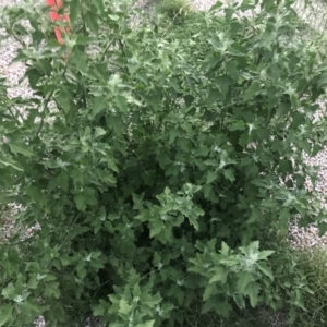 Chenopodium album at Garran, ACT - 6 Feb 2021 08:14 PM