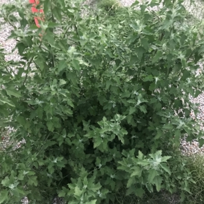 Chenopodium album (Fat Hen) at Garran, ACT - 6 Feb 2021 by Tapirlord