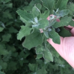 Chenopodium album at Garran, ACT - 6 Feb 2021 08:14 PM