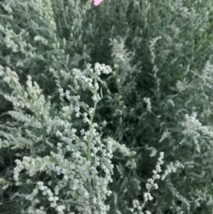 Chenopodium album at Garran, ACT - 6 Feb 2021 08:15 PM