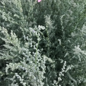 Chenopodium album at Garran, ACT - 6 Feb 2021