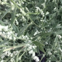 Chenopodium album at Garran, ACT - 6 Feb 2021