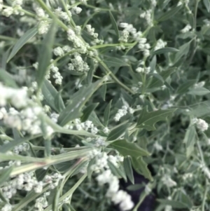 Chenopodium album at Garran, ACT - 6 Feb 2021 08:15 PM