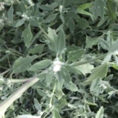 Chenopodium album at Garran, ACT - 6 Feb 2021