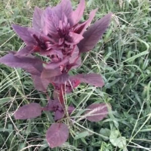 Amaranthus sp. at Garran, ACT - 6 Feb 2021 08:15 PM