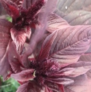 Amaranthus sp. at Garran, ACT - 6 Feb 2021