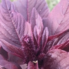 Amaranthus sp. at Garran, ACT - 6 Feb 2021