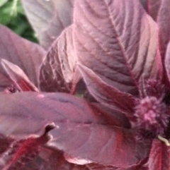 Amaranthus sp. at Garran, ACT - 6 Feb 2021