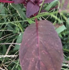 Amaranthus sp. at Garran, ACT - 6 Feb 2021 08:15 PM