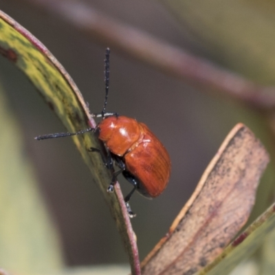 Aporocera (Aporocera) haematodes (A case bearing leaf beetle) at Scullin, ACT - 13 Nov 2020 by AlisonMilton
