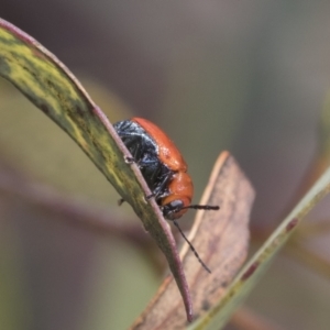 Aporocera (Aporocera) haematodes at Scullin, ACT - 14 Nov 2020